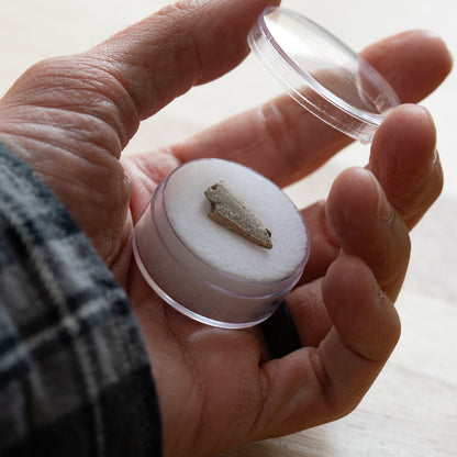 Theropod Tooth - Javelina Formation Fossil Fragment