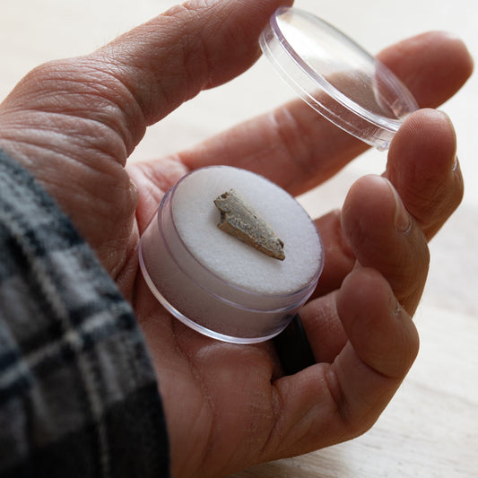 Theropod Tooth - Javelina Formation Fossil Fragment