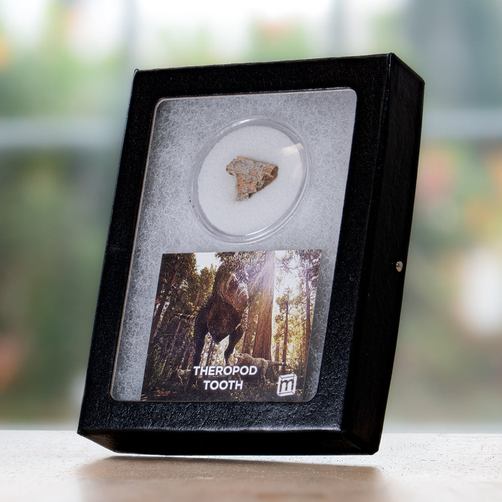 Theropod Tooth - Javelina Formation Fossil Fragment