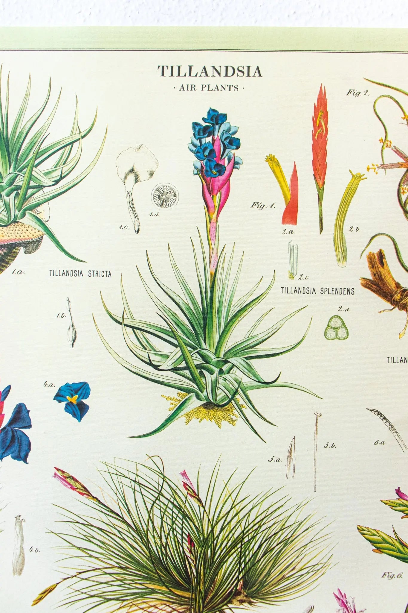 Tillandsia Scientific Chart Charts Stemcell Science Shop