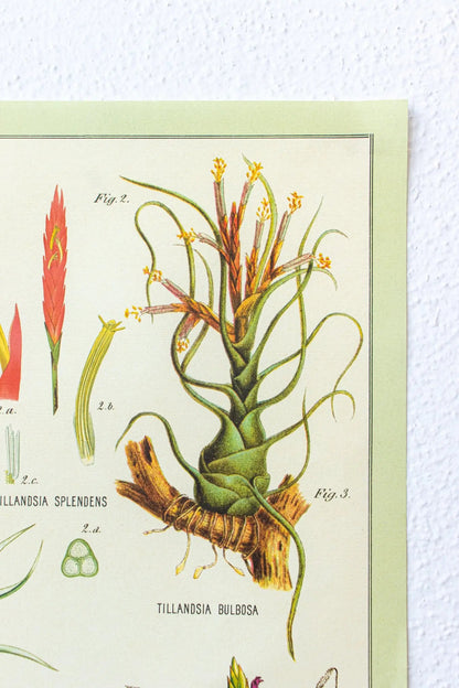 Tillandsia Scientific Chart Charts Stemcell Science Shop