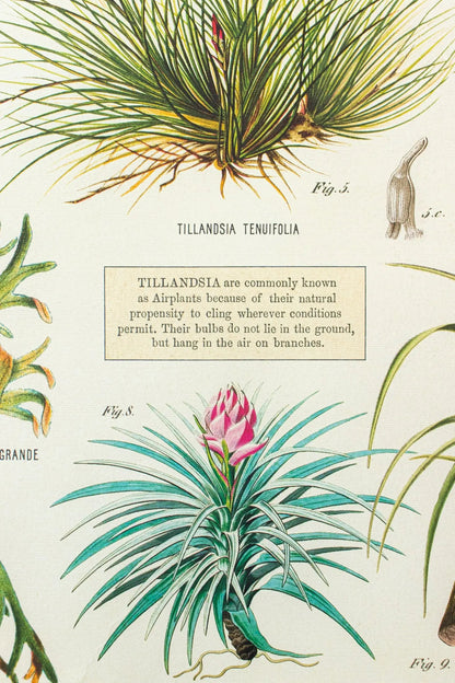 Tillandsia Scientific Chart Charts Stemcell Science Shop