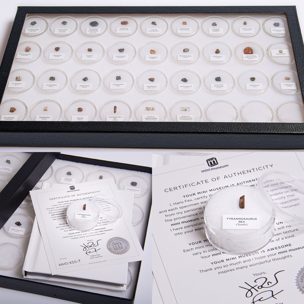 Mini Museum - Age of Dinosaurs (TOUCH - 32 Specimens)
