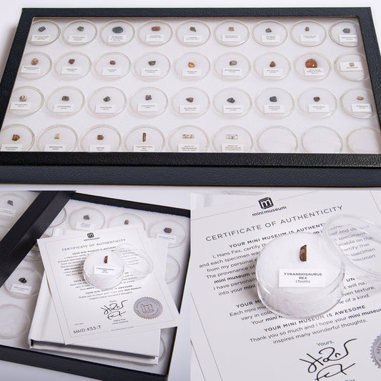 Mini Museum - Age of Dinosaurs (TOUCH - 32 Specimens)