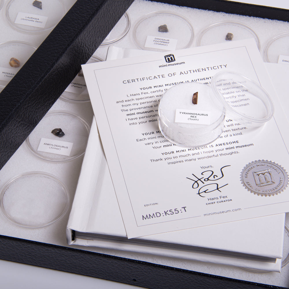 Mini Museum - Age of Dinosaurs (TOUCH - 32 Specimens)