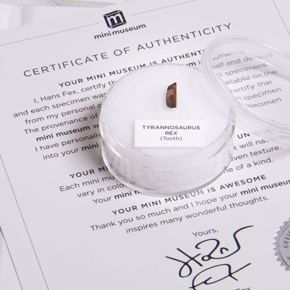 Mini Museum - Age of Dinosaurs (TOUCH - 32 Specimens)