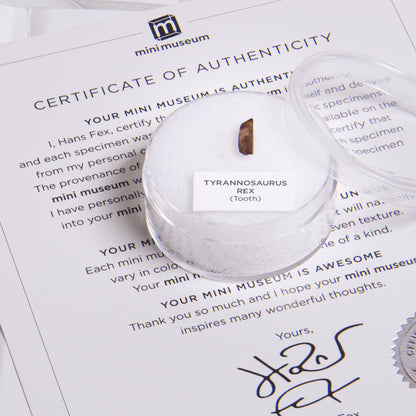 Mini Museum - Age of Dinosaurs (TOUCH - 32 Specimens)