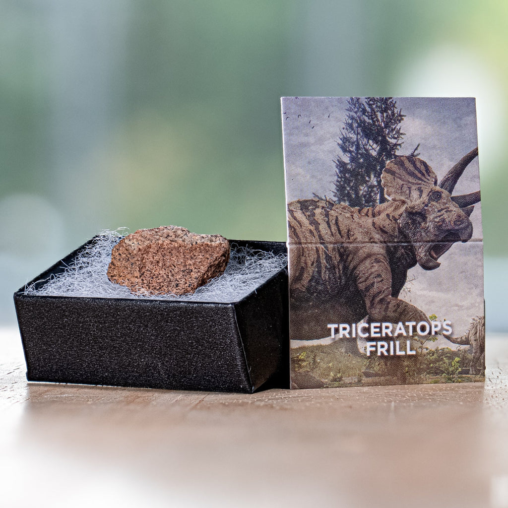 Terrific Triceratops Frill Pocket Fossil