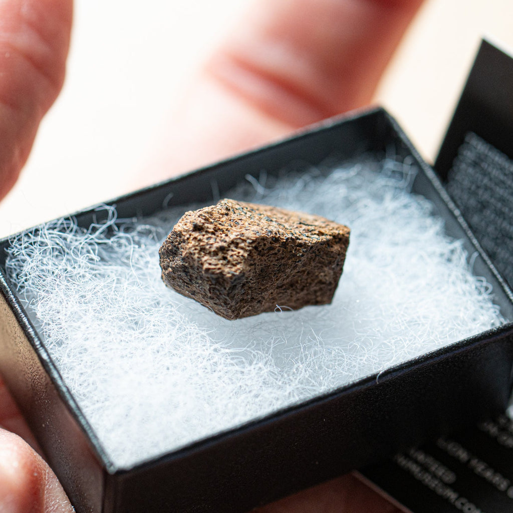 Terrific Triceratops Frill Pocket Fossil