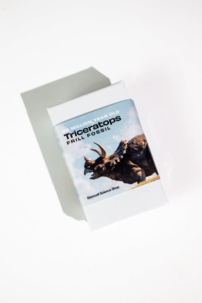 Triceratops Frill Fossil Fossil Stemcell Science Shop