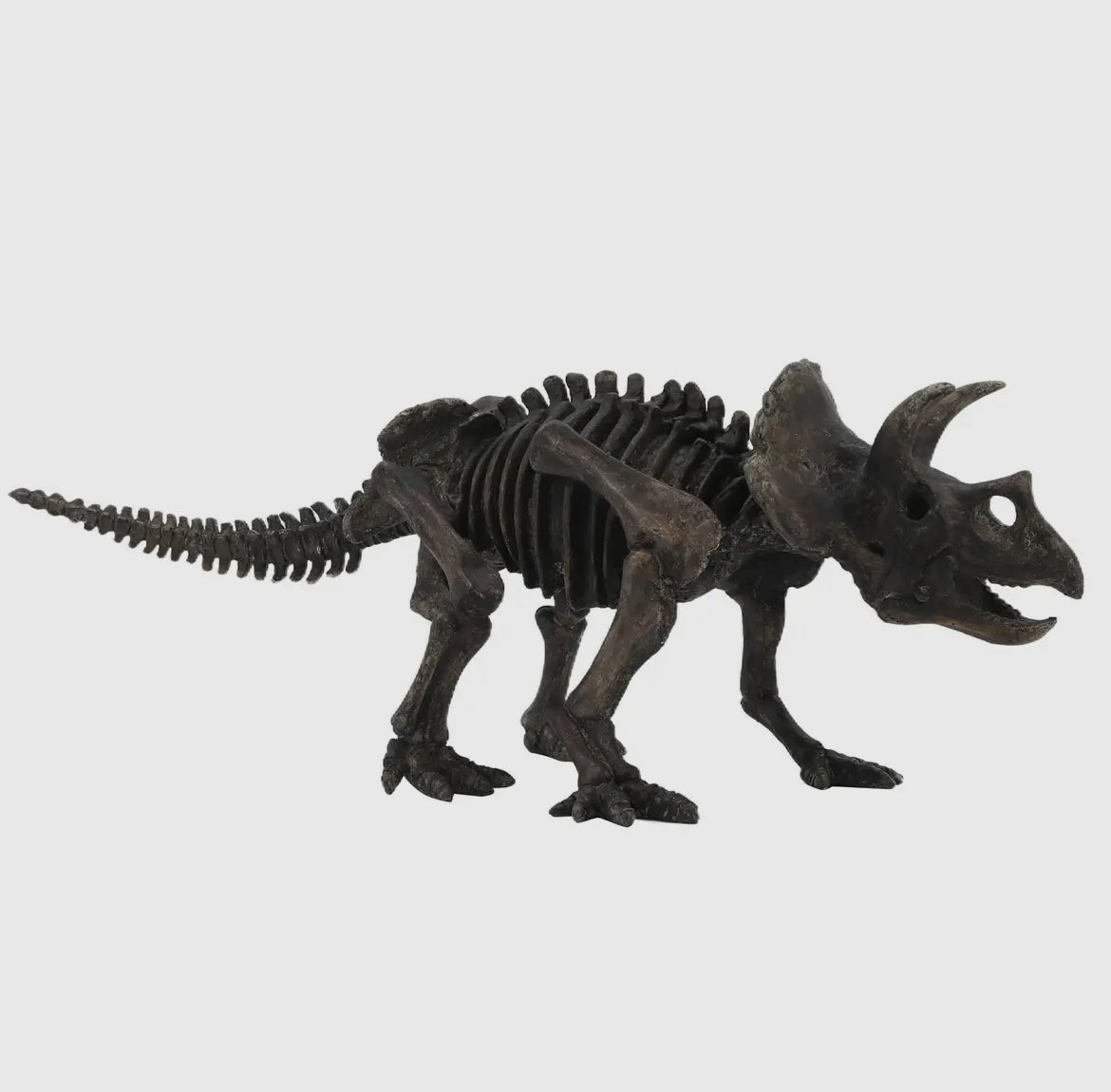 Triceratops Mini Skeleton Dinosaur Fossil Replica Fossil Stemcell Science Shop