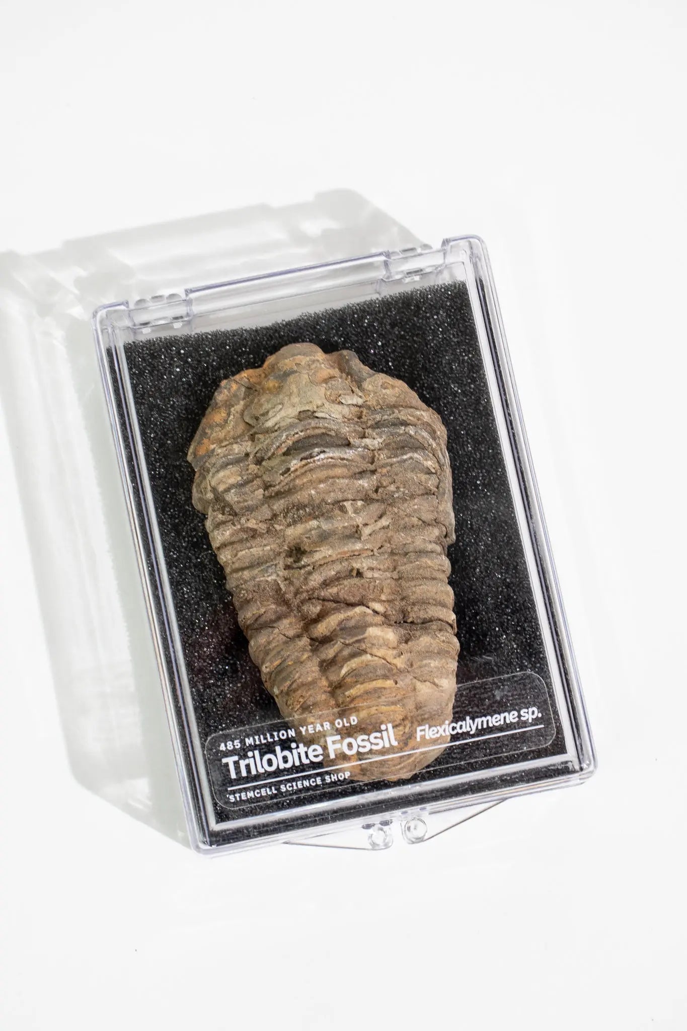 Trilobite Fossil Fossil Stemcell Science Shop