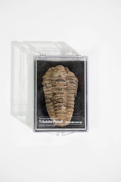 Trilobite Fossil Fossil Stemcell Science Shop