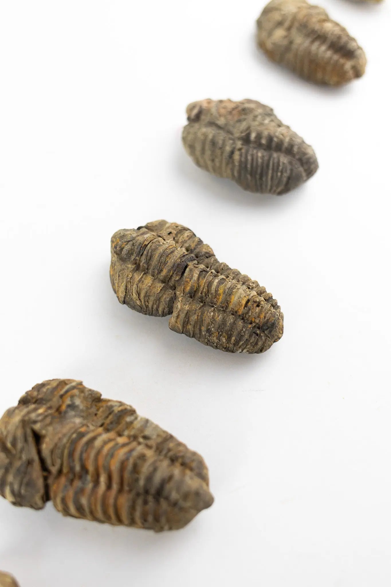 Trilobite Fossil Fossil Stemcell Science Shop