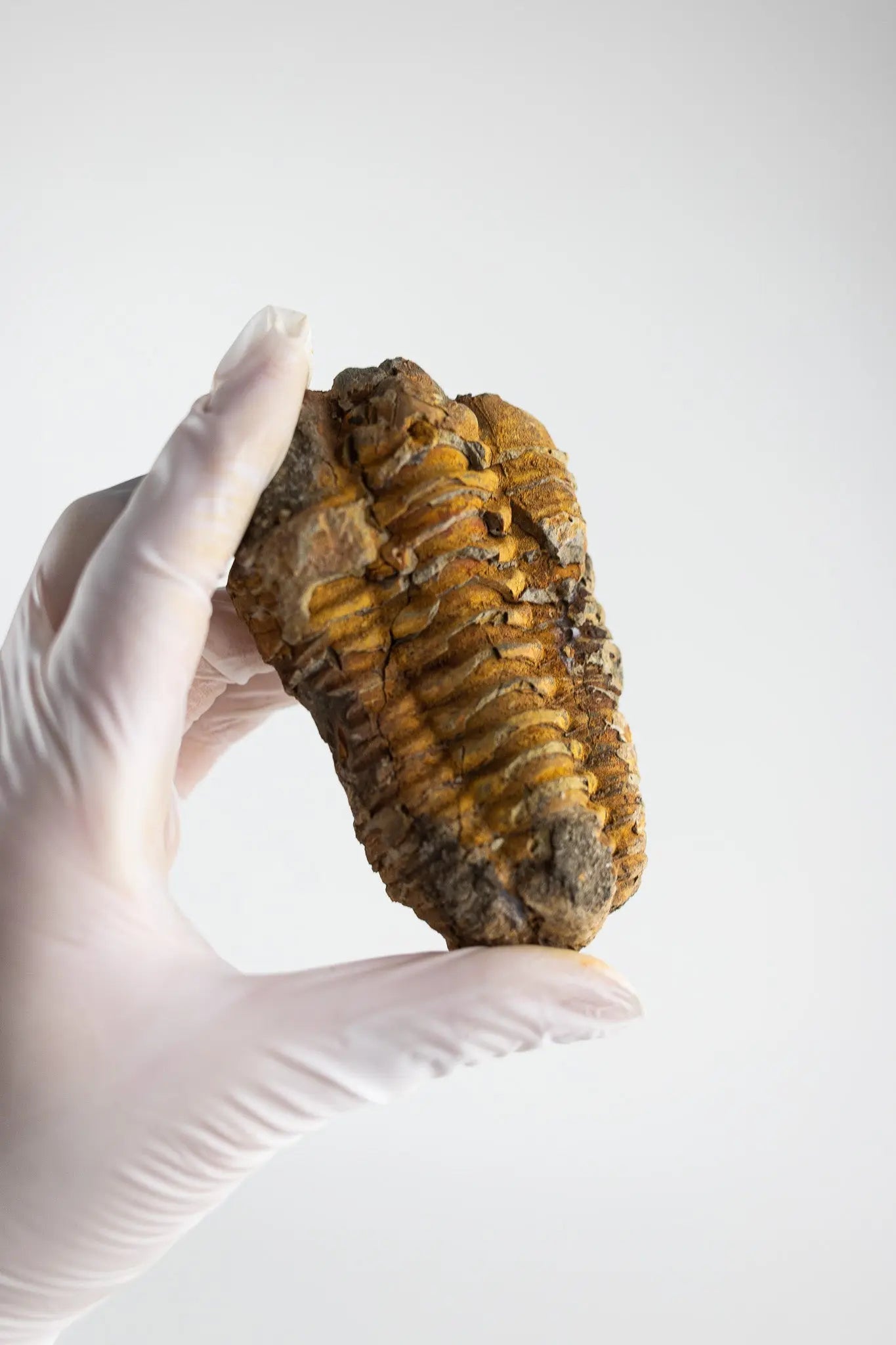 Trilobite Fossil Fossil Stemcell Science Shop