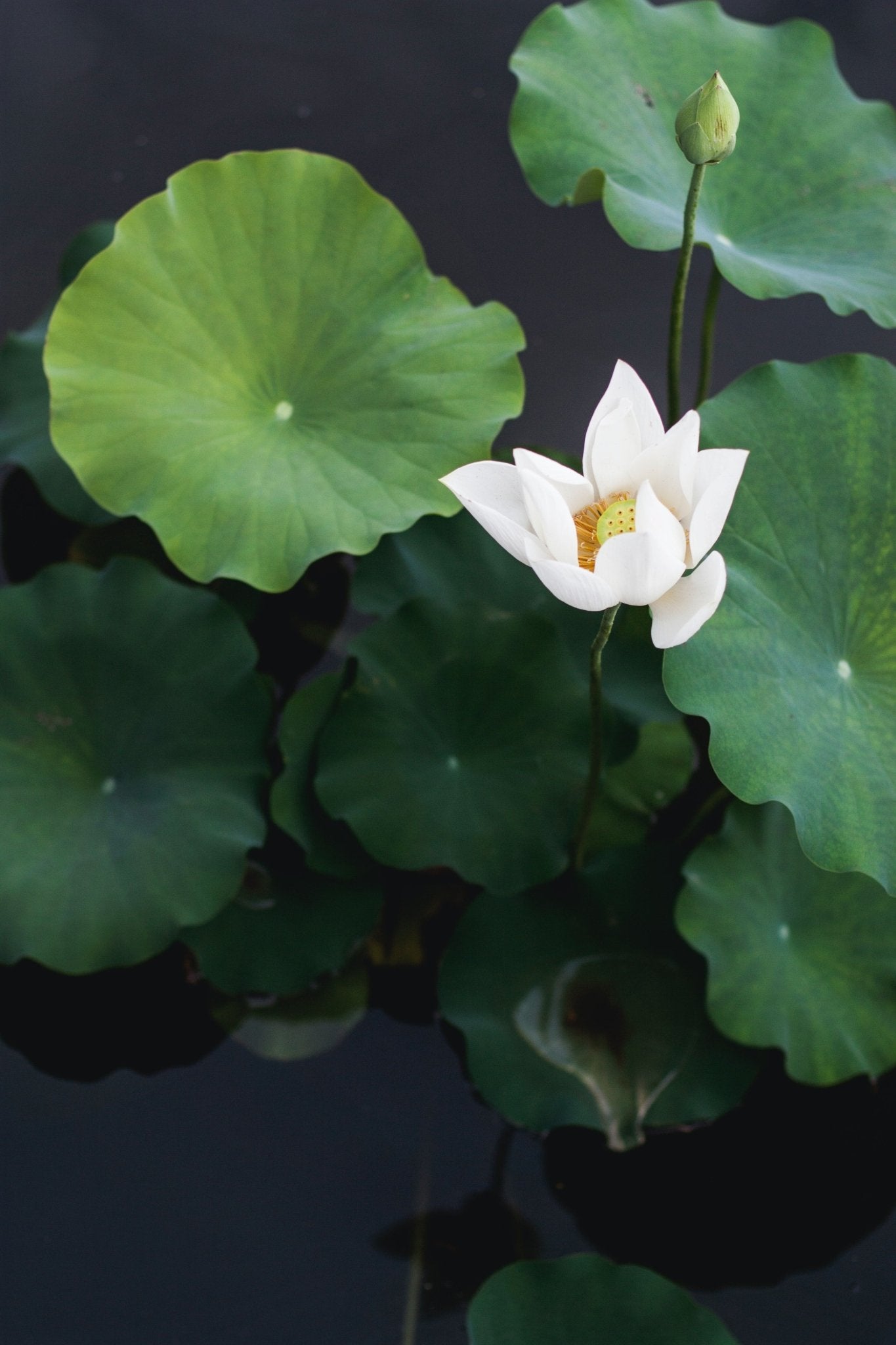 Ultra - Hydrophobic Lotus Leaf Natural Specimen Stemcell Science Shop