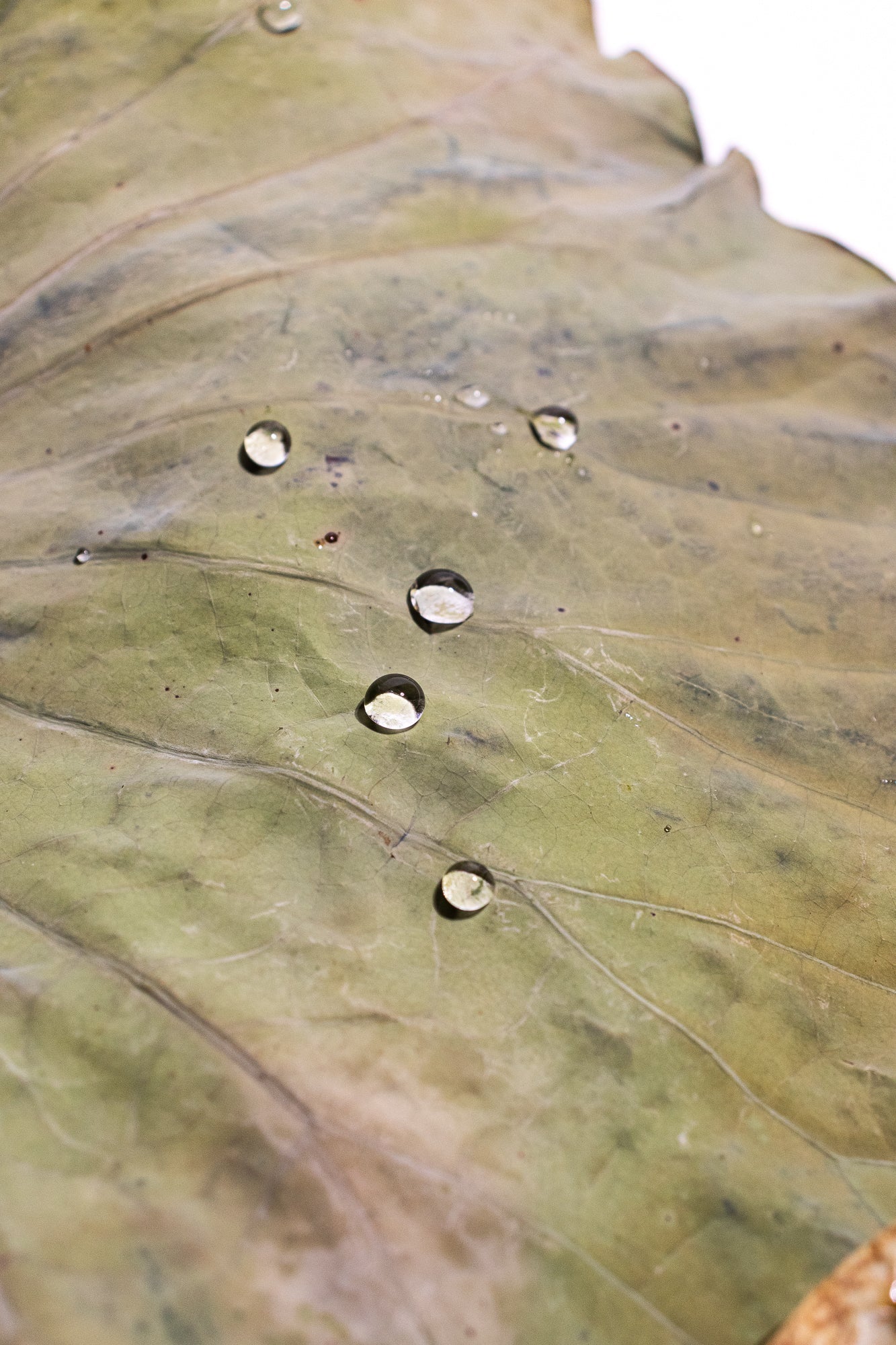 Ultra - Hydrophobic Lotus Leaf Natural Specimen Stemcell Science Shop