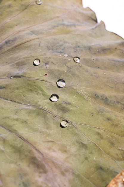 Ultra - Hydrophobic Lotus Leaf Natural Specimen Stemcell Science Shop