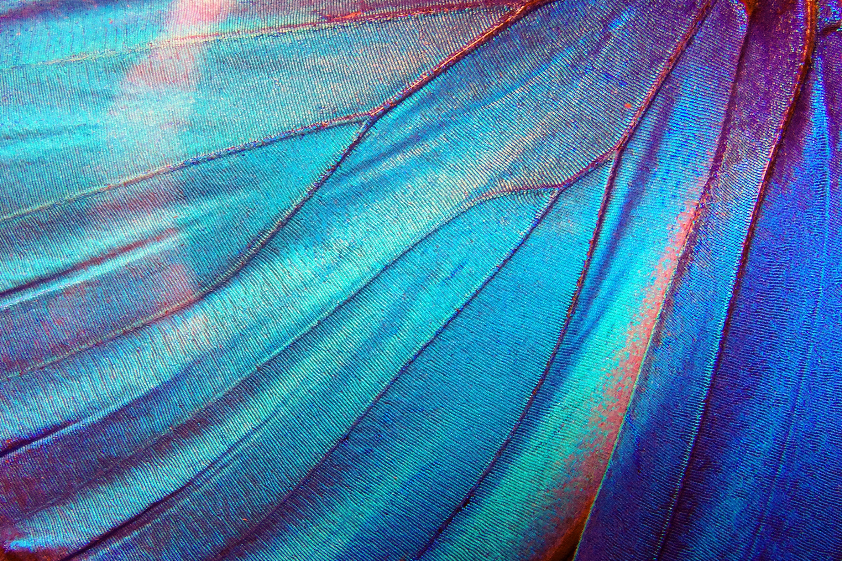 a blue wing of a morpho butterfly