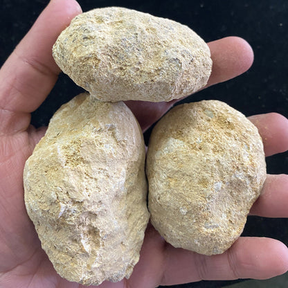 Unopened Geodes - Set of 10, Default Title at Stemcell Science Shop