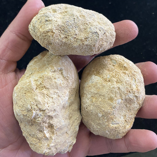 Unopened Geodes - Set of 10, Default Title at Stemcell Science Shop