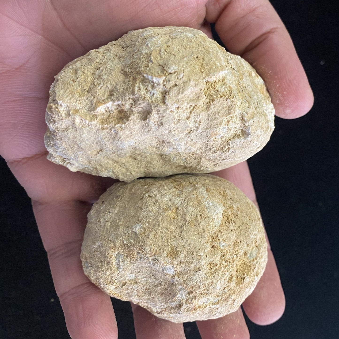 Unopened Geodes - Set of 10, Default Title at Stemcell Science Shop