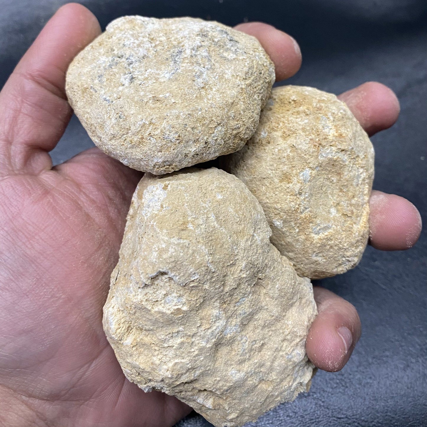 Unopened Geodes - Set of 10, Default Title at Stemcell Science Shop