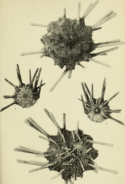 Urchin Spine Fossils Fossil Stemcell Science Shop