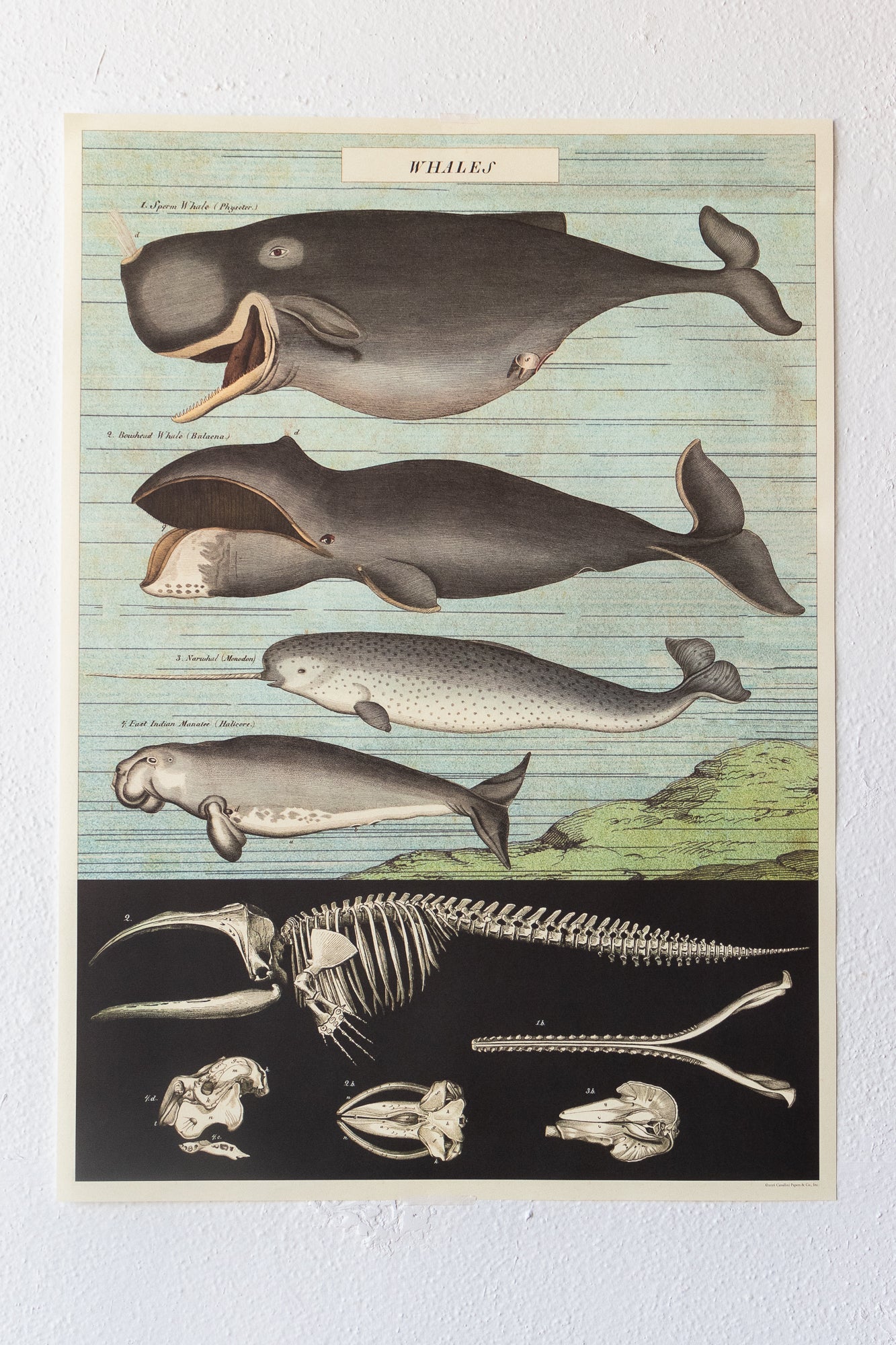 Whale Chart Charts Stemcell Science Shop