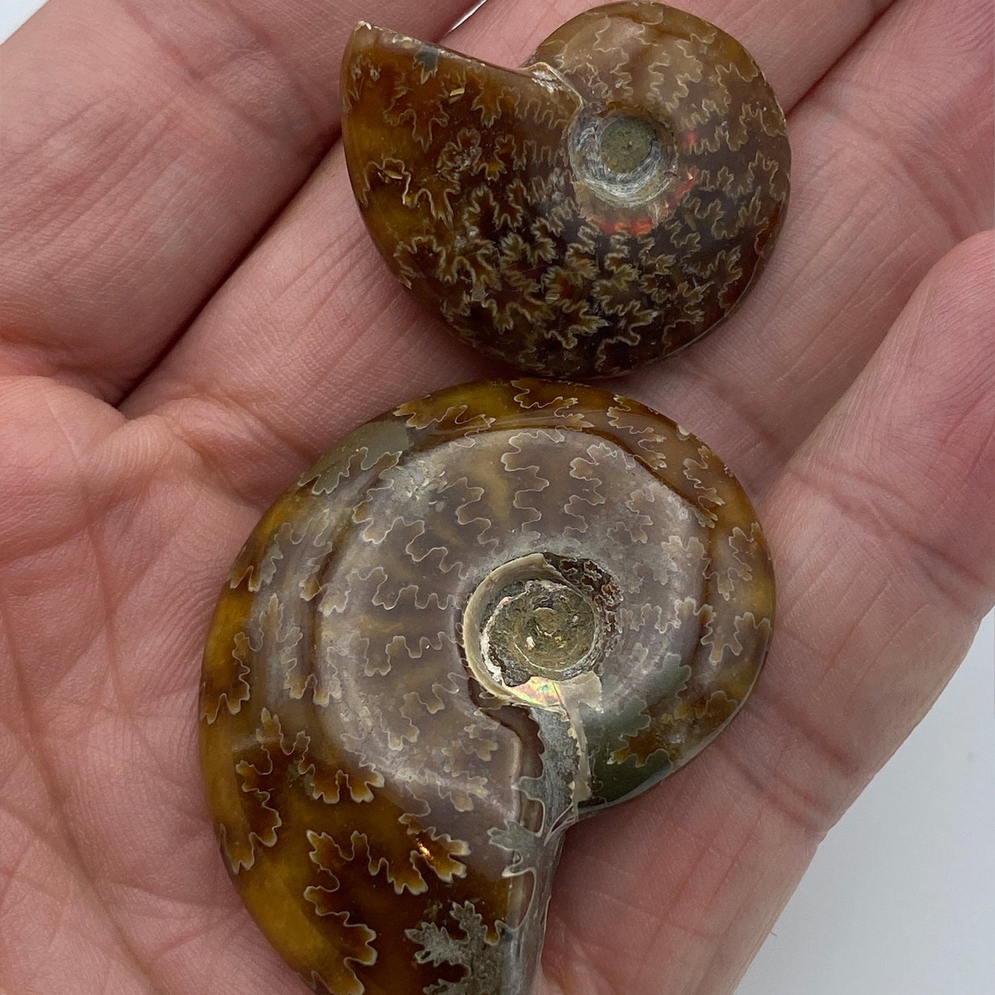Ammonite