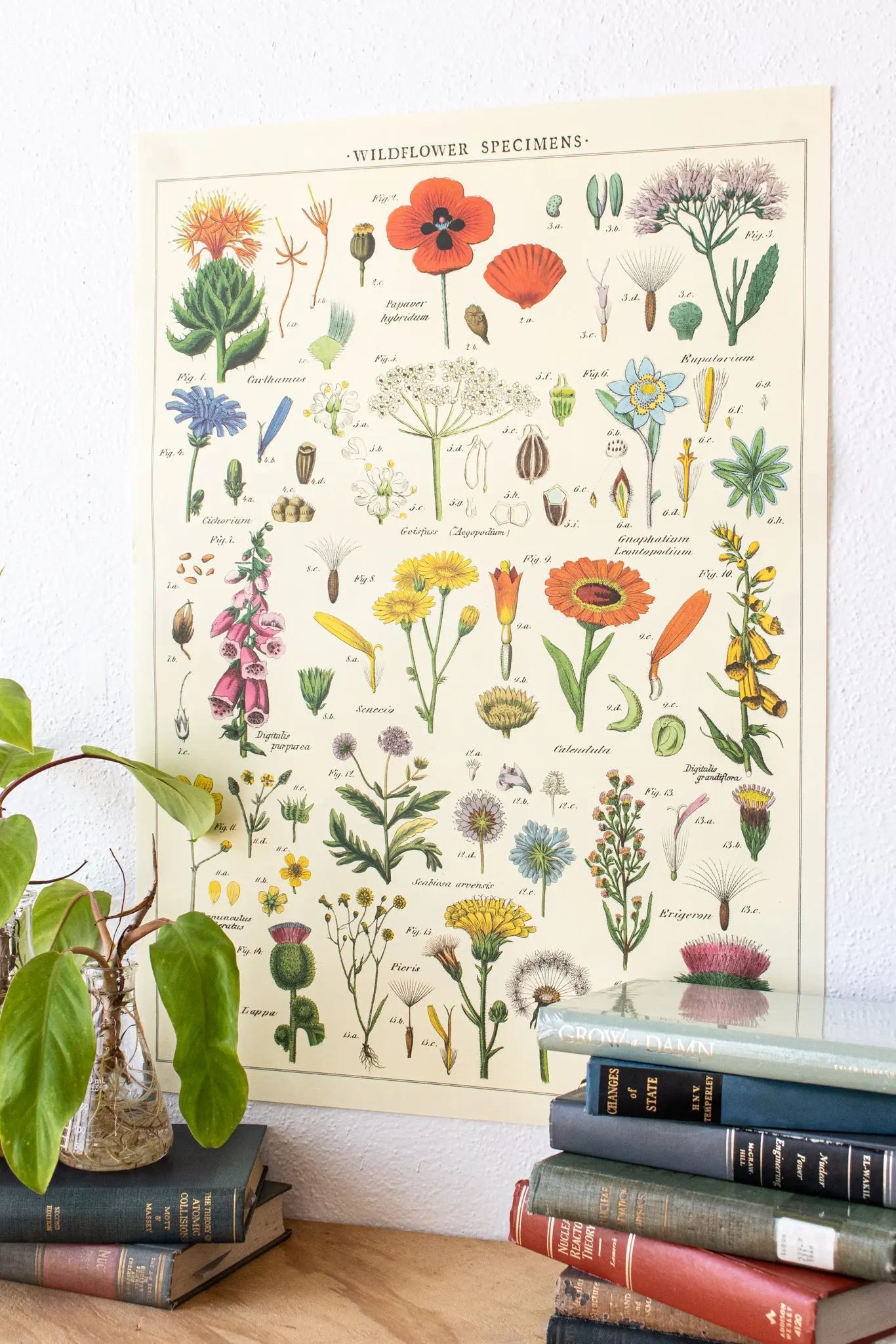 Wildflower Specimens Scientific Chart Charts Stemcell Science Shop