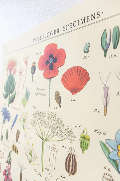 Wildflower Specimens Scientific Chart Charts Stemcell Science Shop