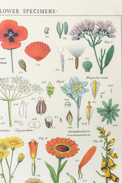 Wildflower Specimens Scientific Chart Charts Stemcell Science Shop