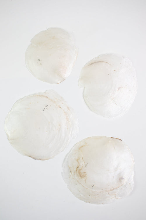 Windowpane Oyster Shell (Single), Default Title at Stemcell Science Shop