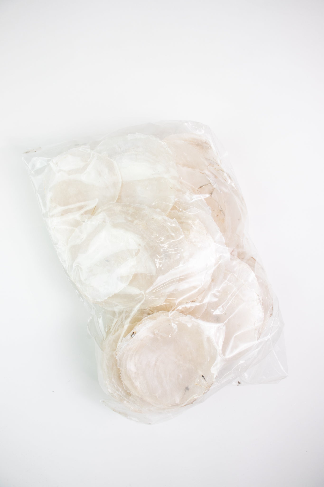 Windowpane Oyster Shells - Bulk Stemcell Science Shop