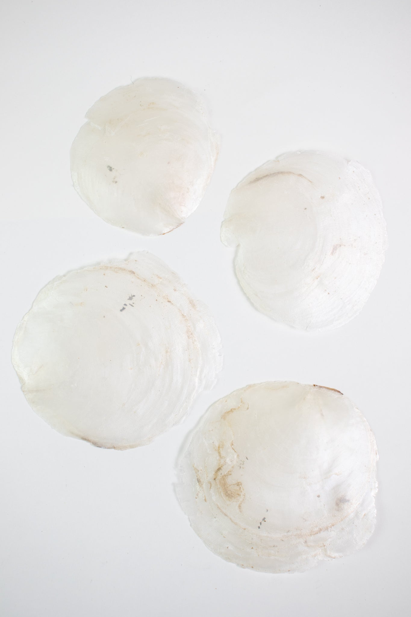 Windowpane Oyster Shells - Bulk Stemcell Science Shop