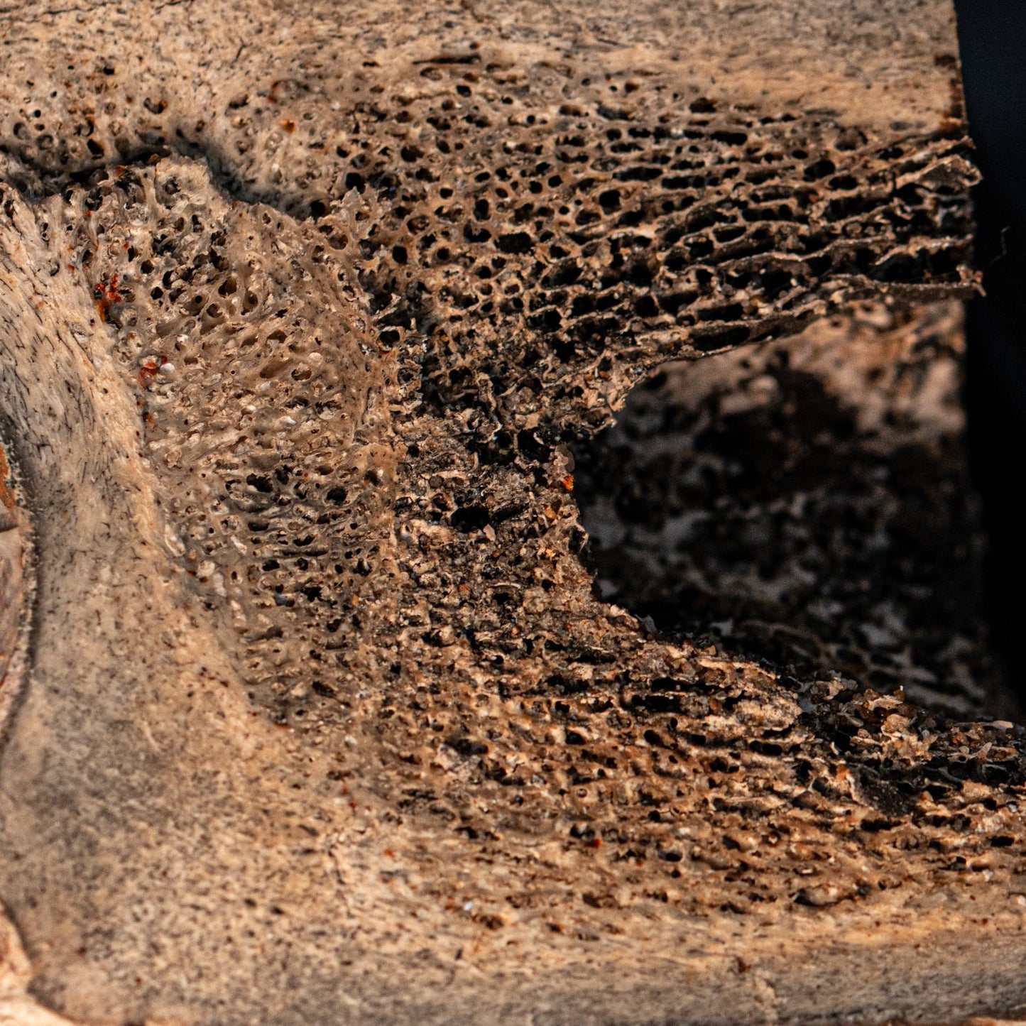 Woolly Rhinoceros Bone