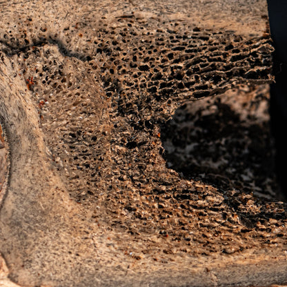 Woolly Rhinoceros Bone