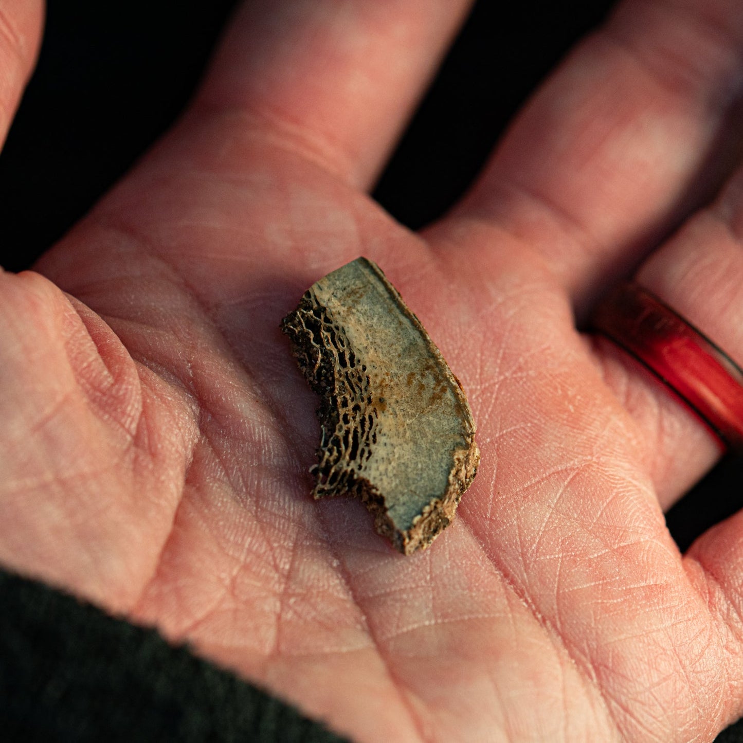 Woolly Rhinoceros Bone