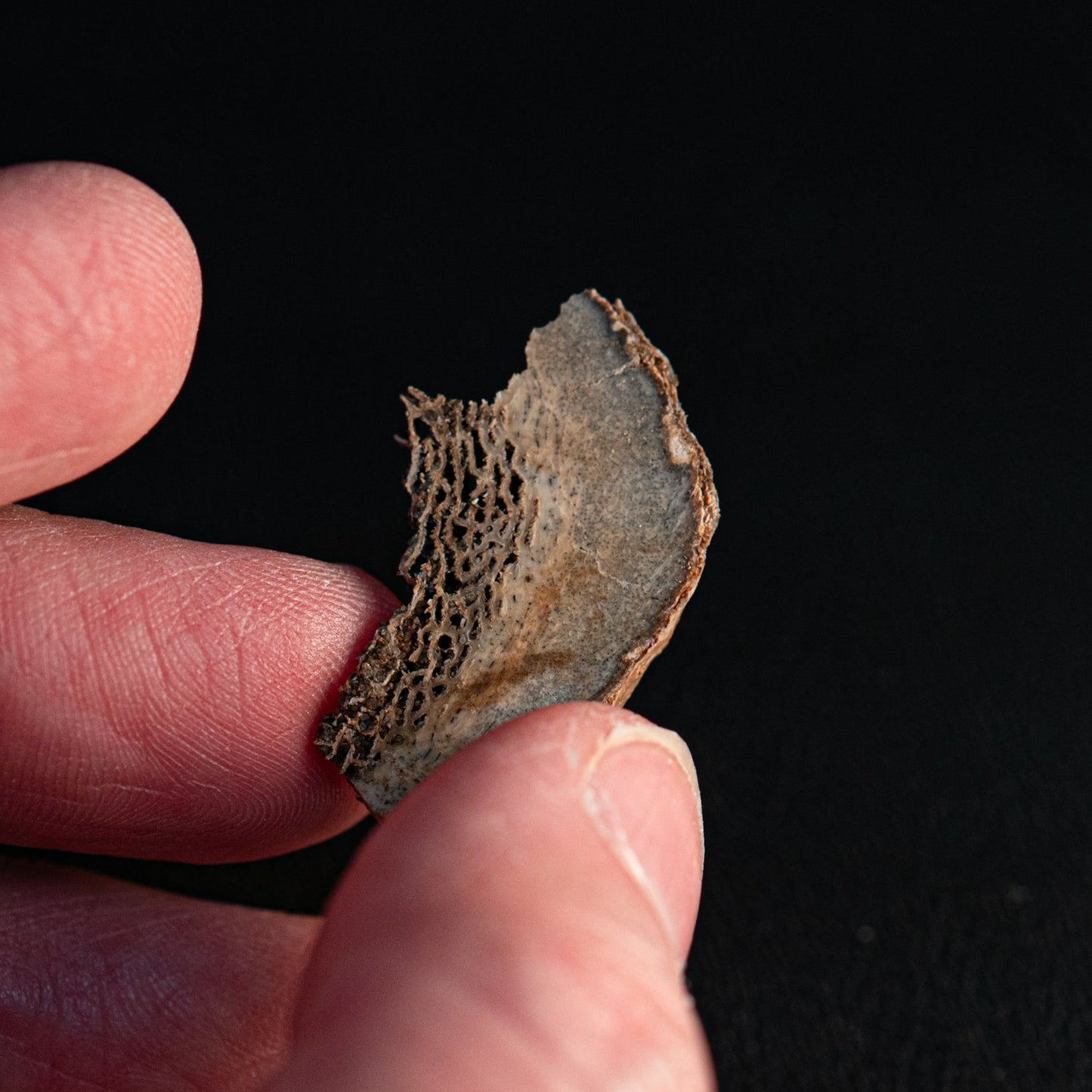 Woolly Rhinoceros Bone