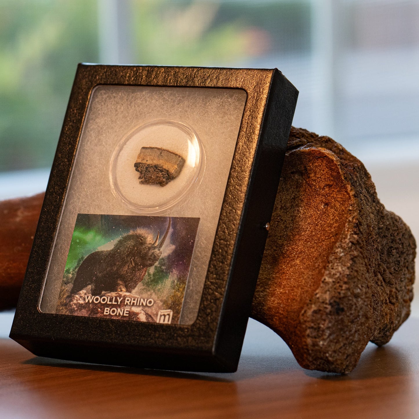 Woolly Rhinoceros Bone