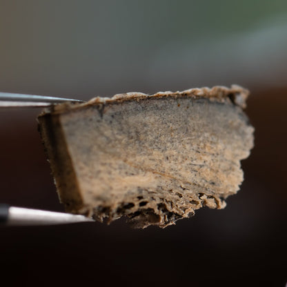 Woolly Rhinoceros Bone