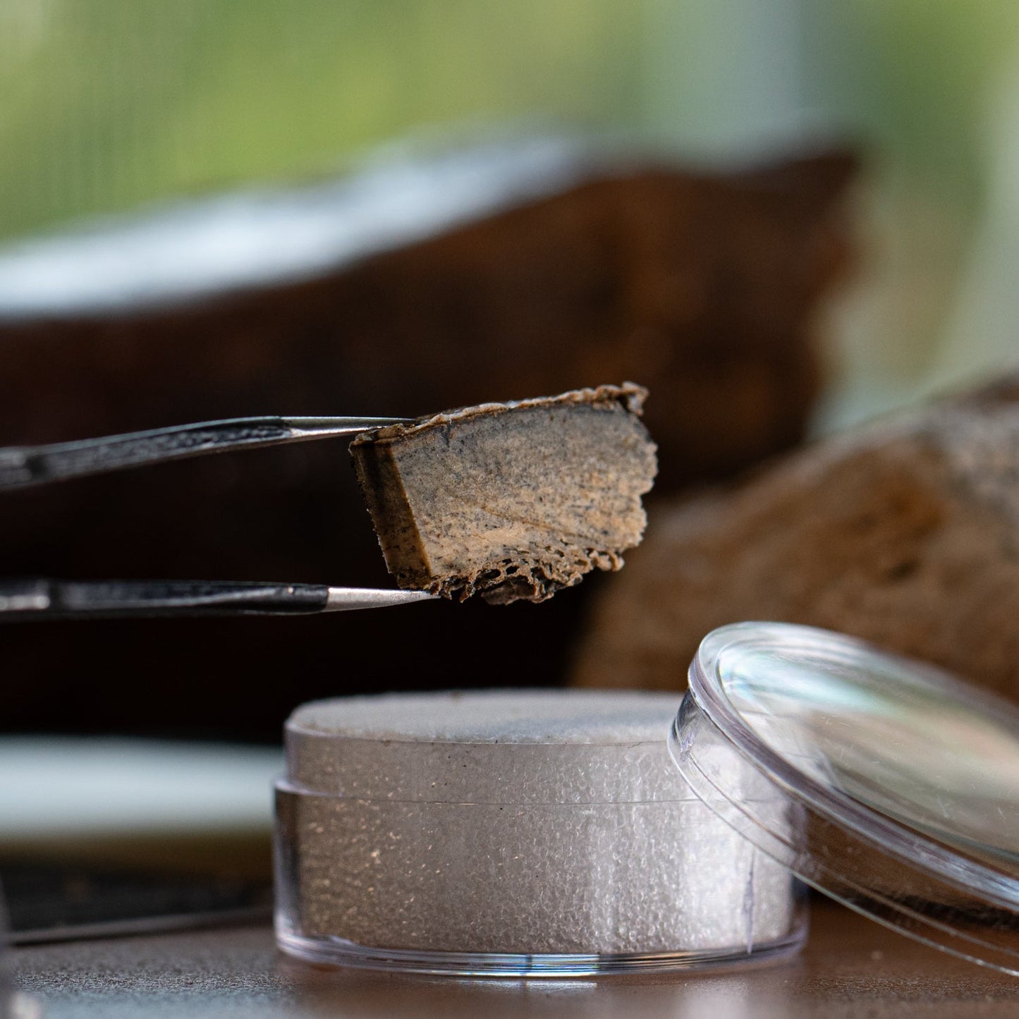 Woolly Rhinoceros Bone