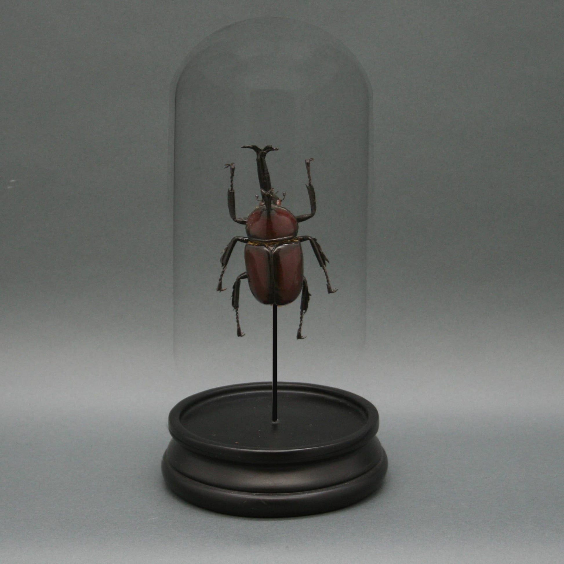 Rhinoceros Beetle Glass Cloche - Stemcell Science Shop