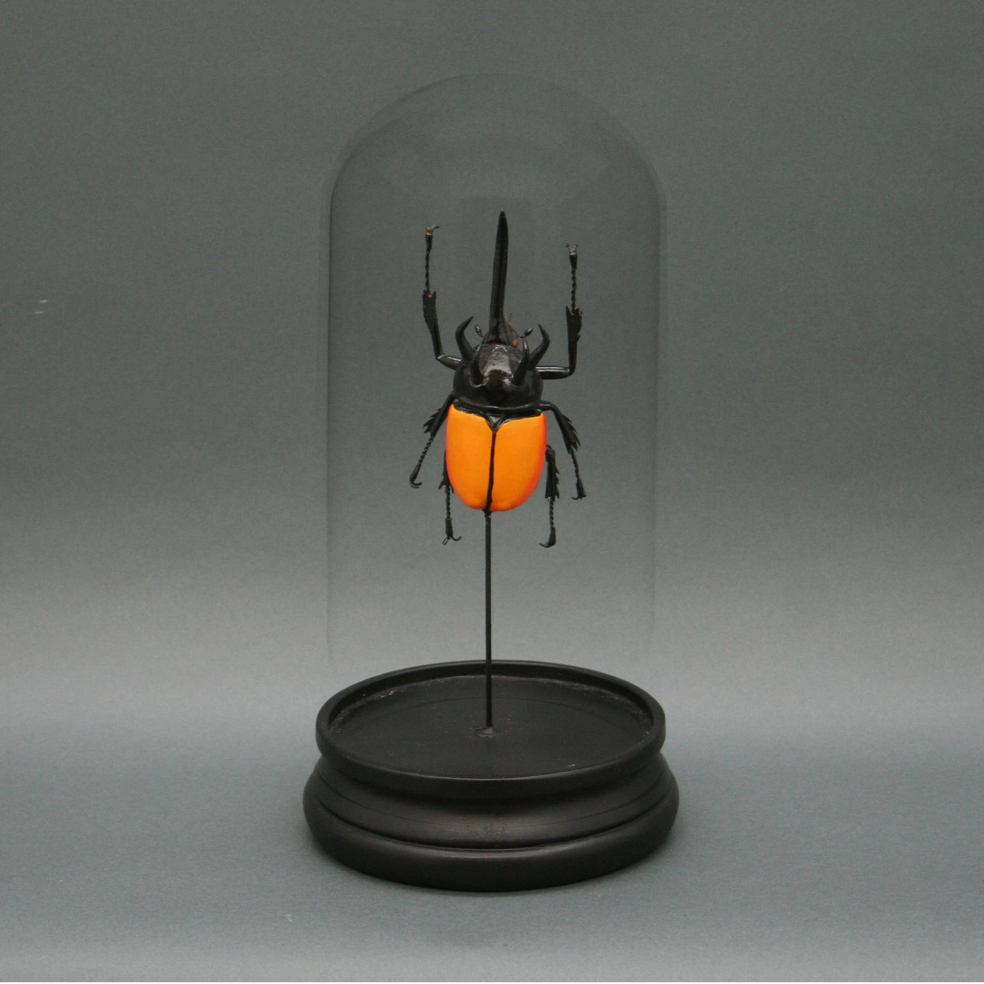 Five Horn Beetle in Glass Dome - Stemcell Science Shop