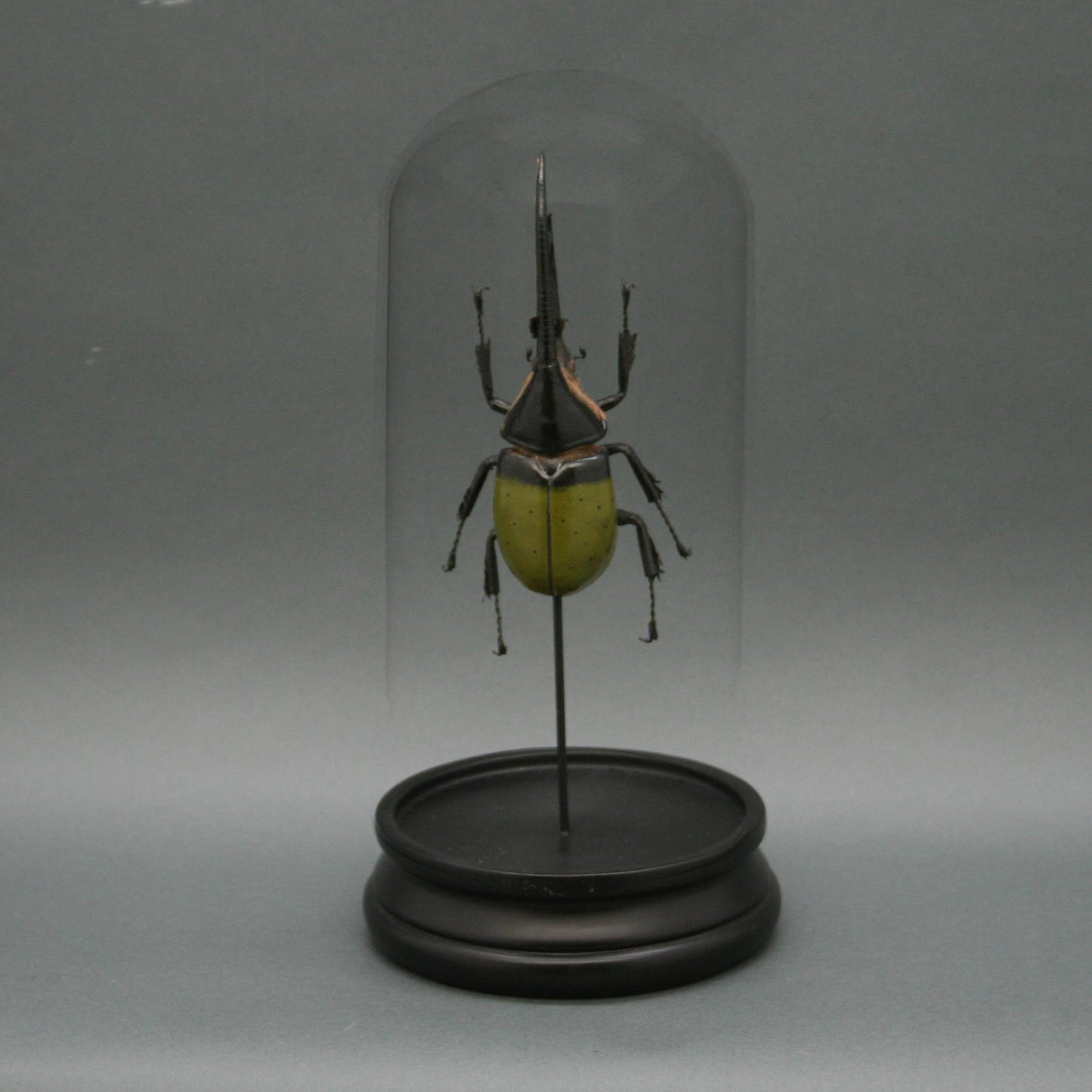 Green Hercules Beetle Glass Cloche - Stemcell Science Shop