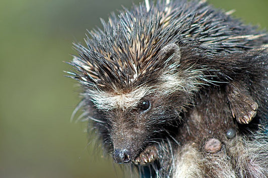 Porcupine Quill - Stemcell Science Shop