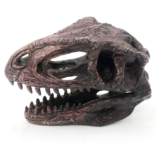 Replica Gigantosaurus Mini Dinosaur Fossil Skull - Stemcell Science Shop