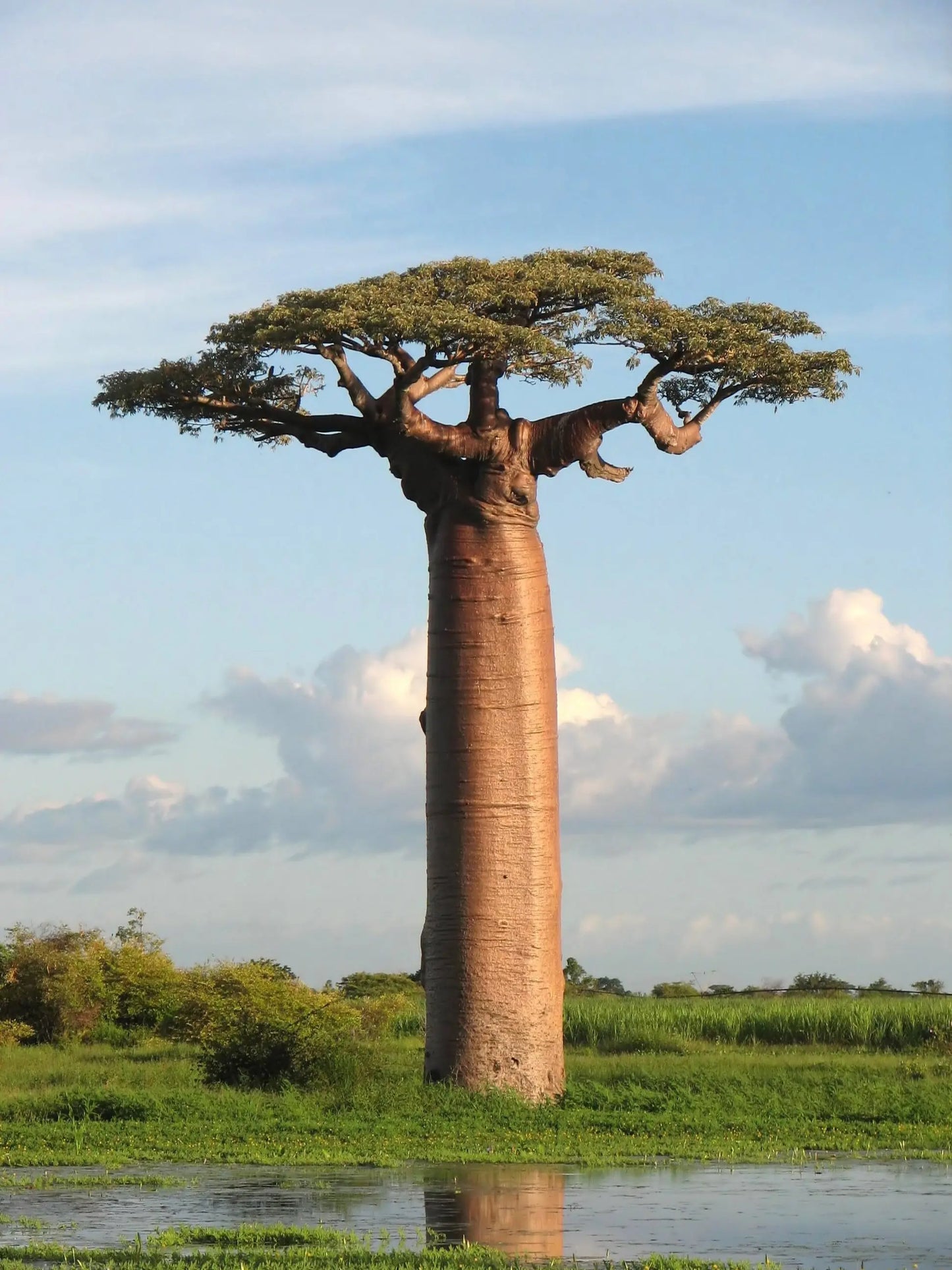 Baobab Seeds