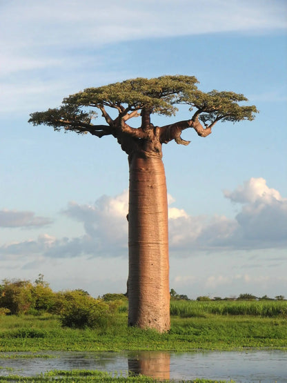 Baobab Seeds - Stemcell Science Shop